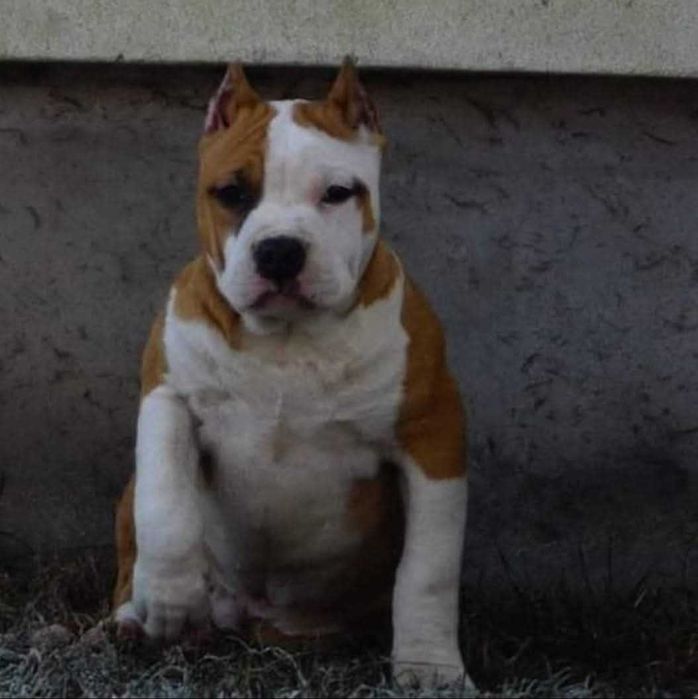 Amstaff z rodowodem, piekne szczenięta, bialoglowy samiec Louis