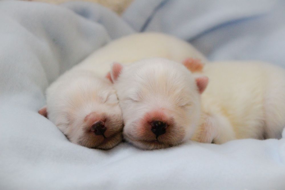 Samoyed FCI listopad/grudzień ostatni samiec