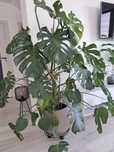 Monstera duża piękna roślina Ok. 1.6 m