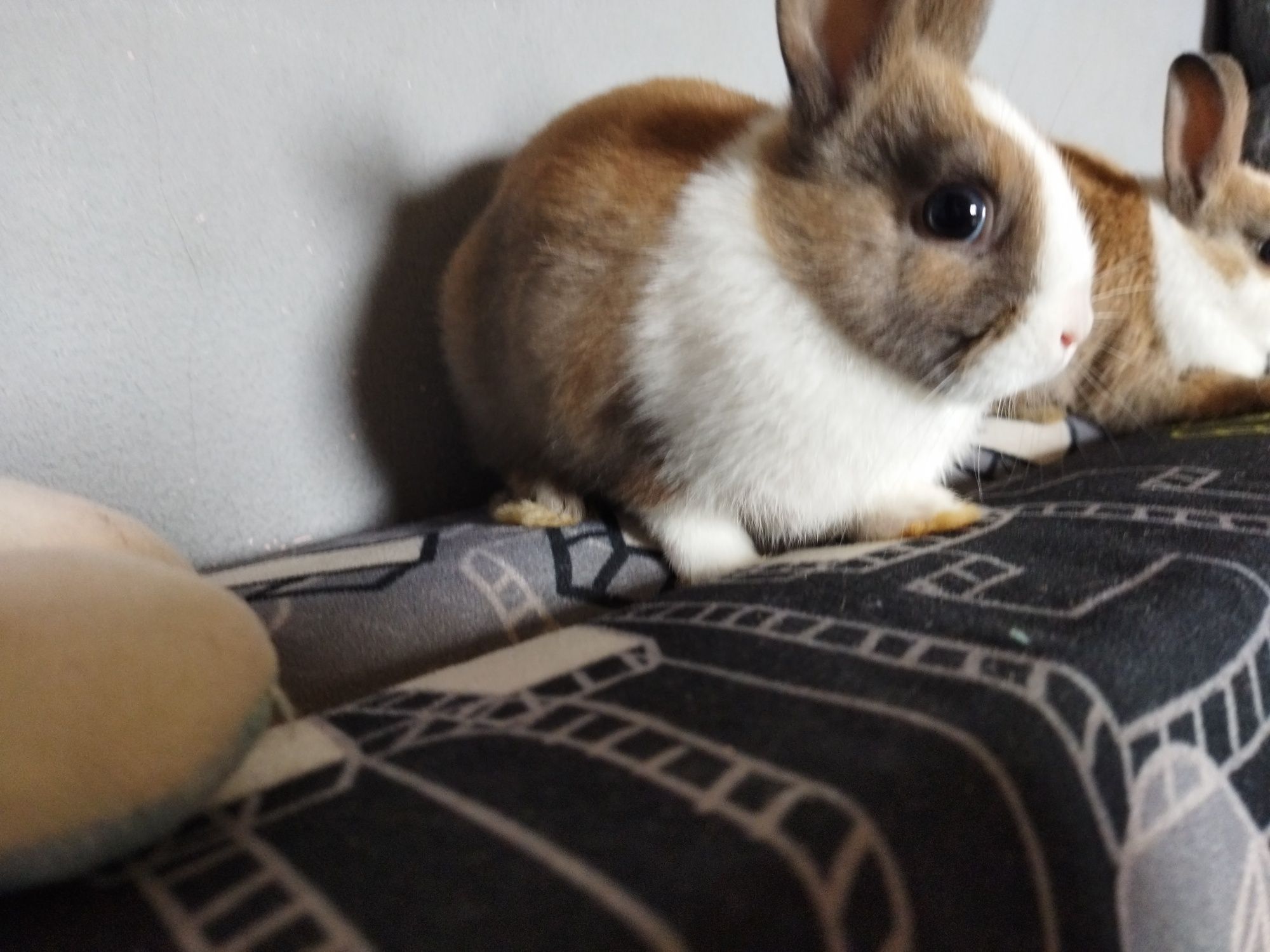 Oddam króliczka miniaturkę