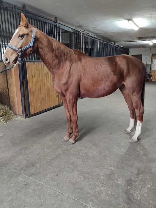 Klacz rasy wielkopolskiej