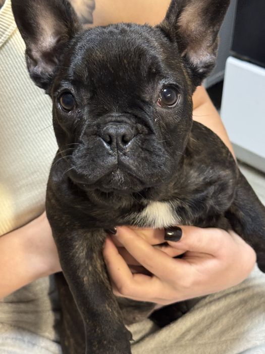 Продам щенка французького бульдога