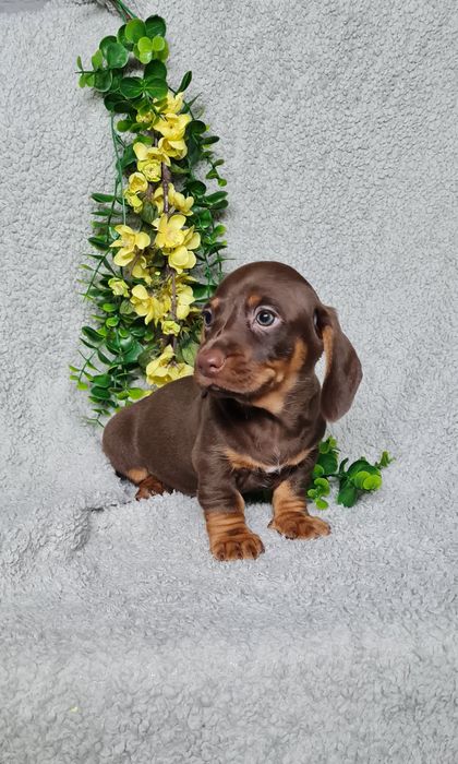 Teckel menina chocolate tan de Qualidade