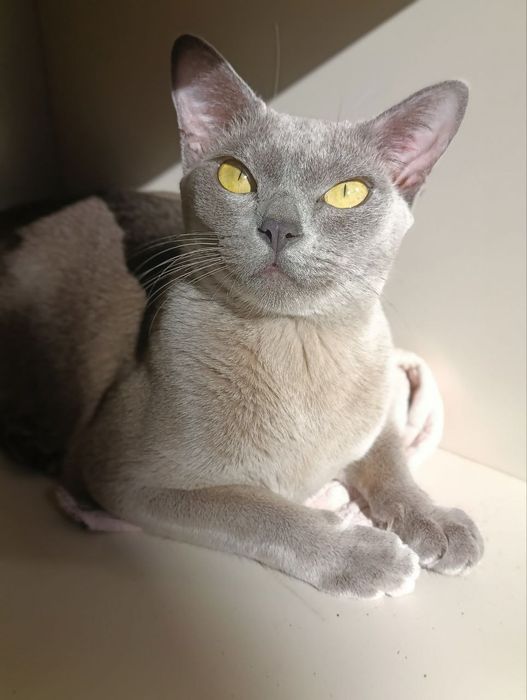 Котики,Бурма голубая, мальчики