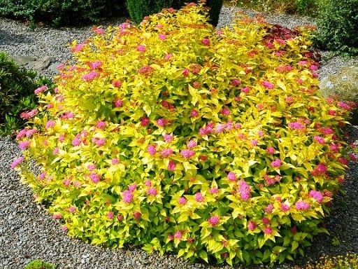 Tawuła japońska złota,żółta ,zielone kilka odmian