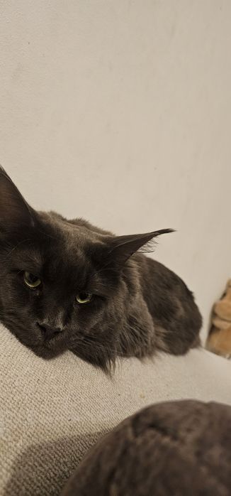 Reproduktor maine coon