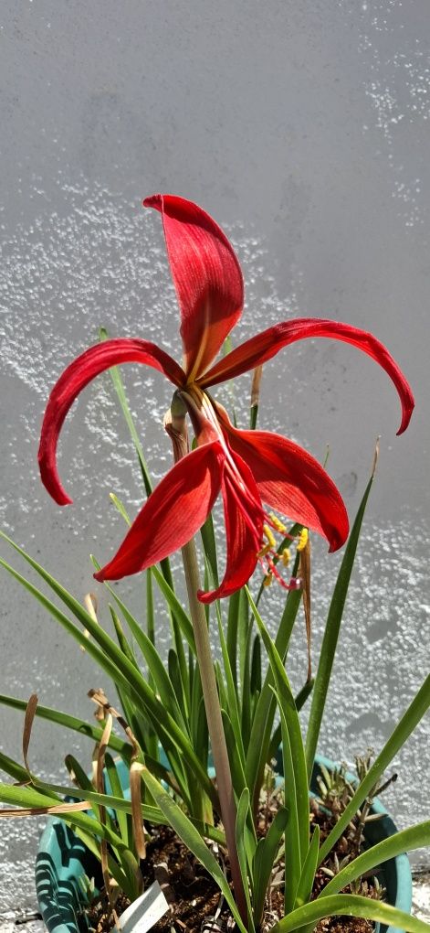 Flor-de-lis bolbo Planta rara