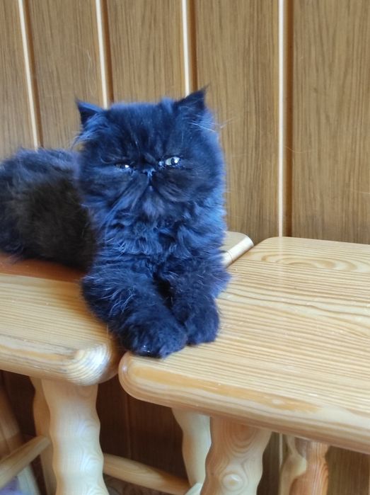 Kocurek perski pers persy