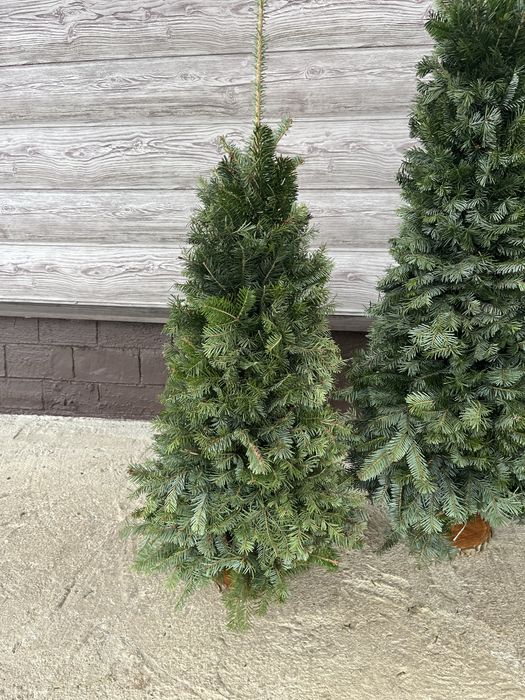 Продам ялинки плетені опт