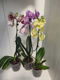 Орхідеї 400-460 грн.