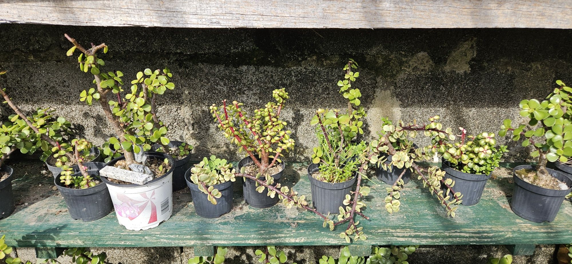 Suculentas e cactos