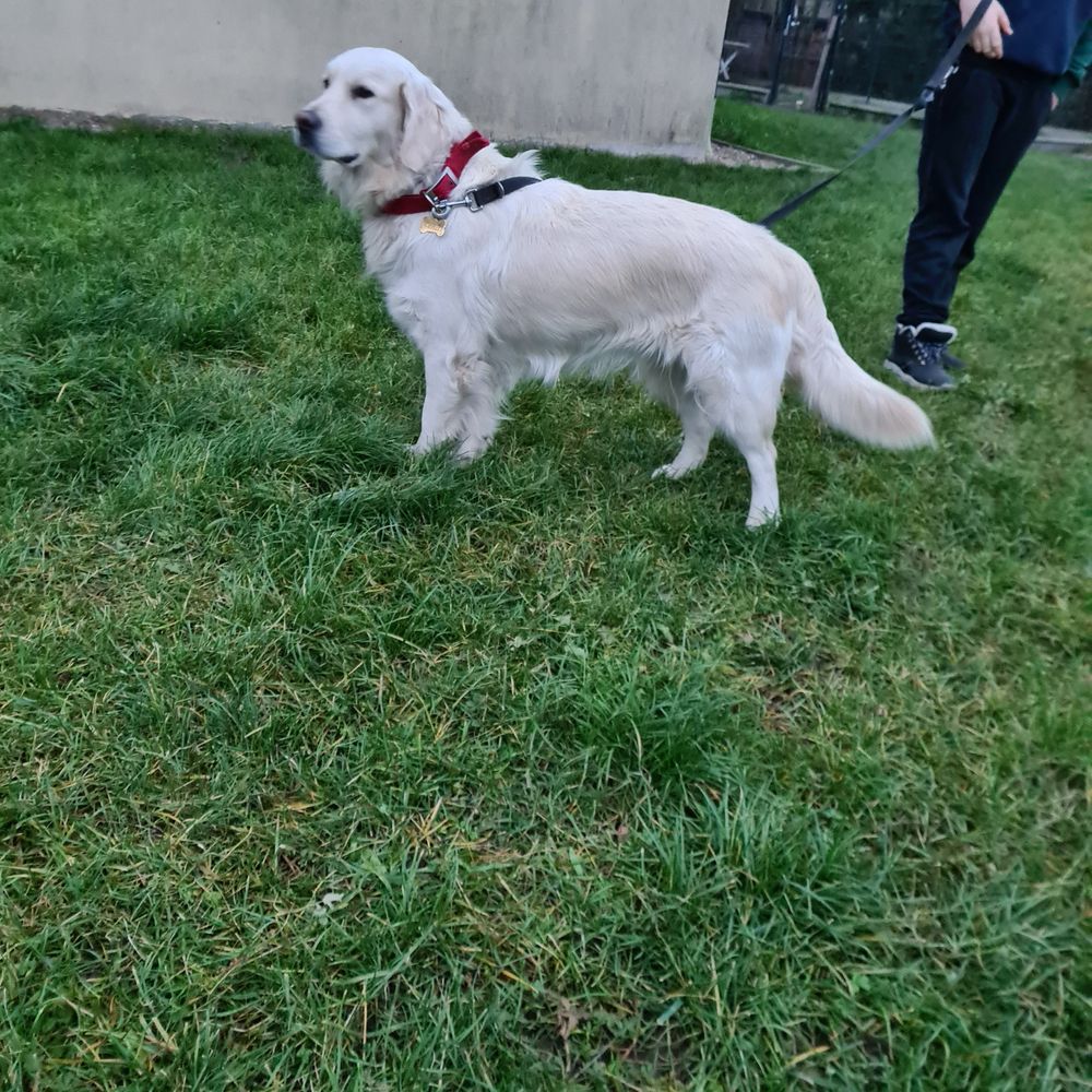 Golden Retriever- cudowna sunia!