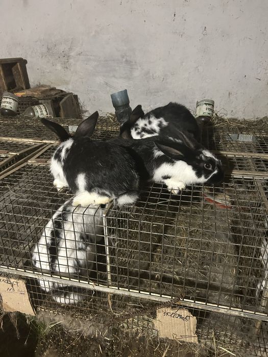 Продам кроленят!