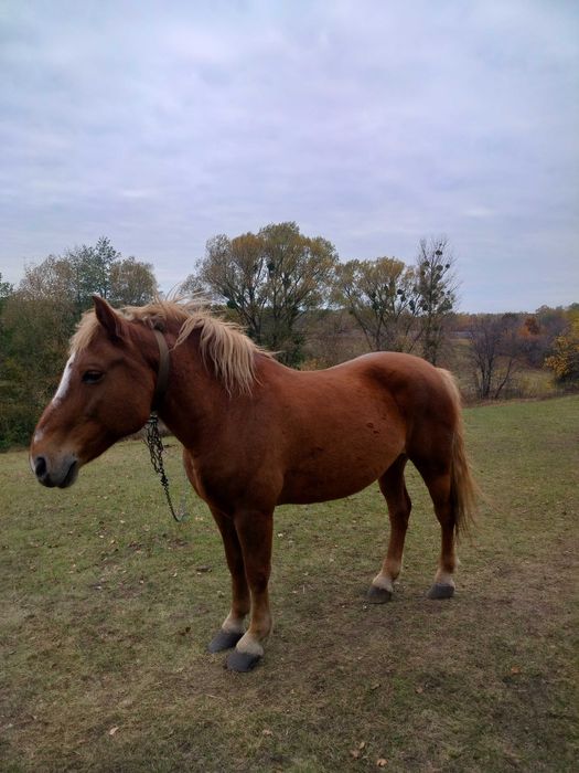 Гарна кобила ,робоча