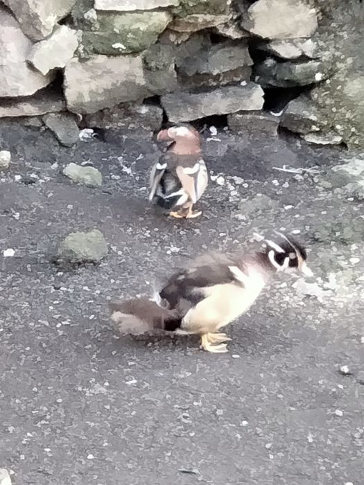 Patos carolinos e mandarim casais ou separado
