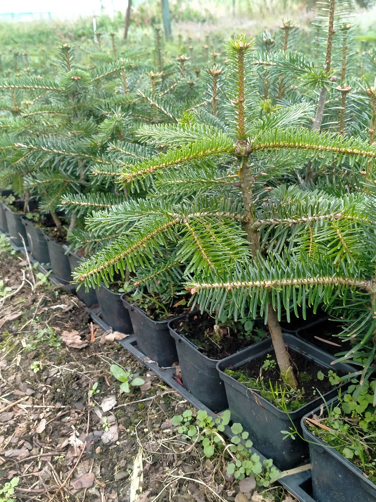 Jodła kaukaska abies nordmanniana