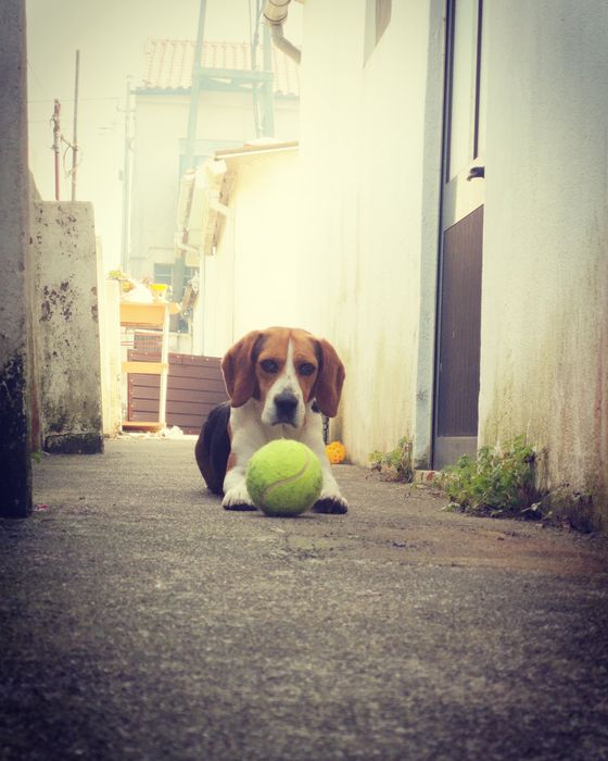Beagle para acasalar