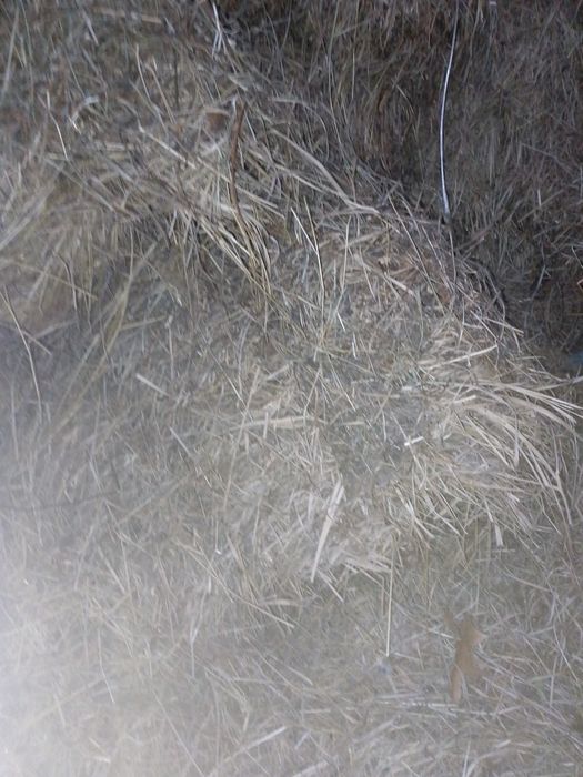 Продам тюки сіна