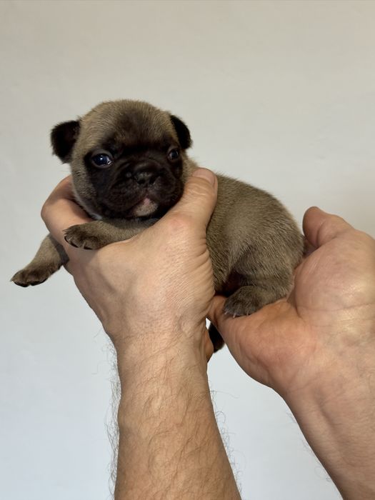 Balti - buldog francuski ZKwP