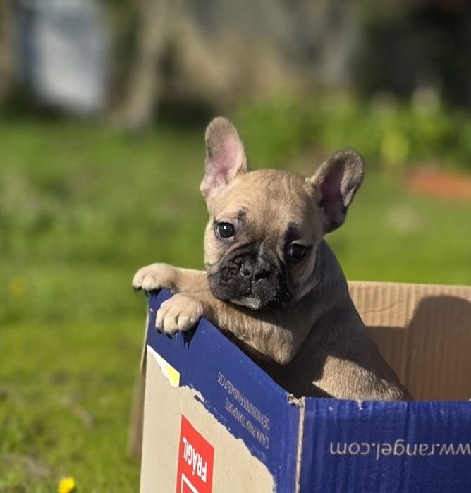 Maravilhoso!! Buldogue Francês Macho Castanho