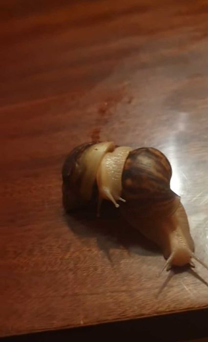 Oddam ślimaki afrykańskie