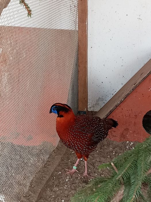 Sprzedam bażanty tragopan tyminek