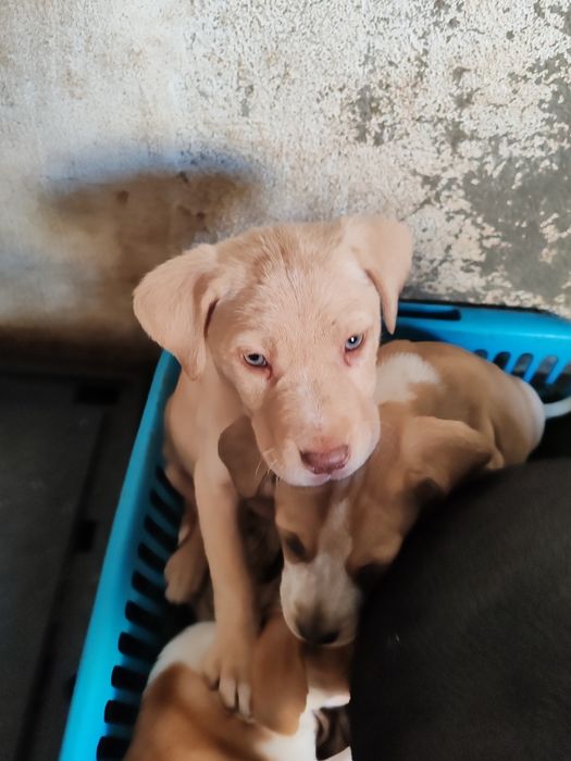 Cão raça indefinida para adoção