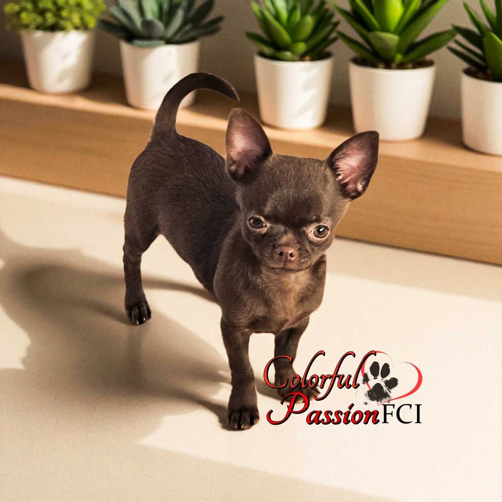 Chihuahua czekoladowy cudny piesek metryka ZKwP FCI