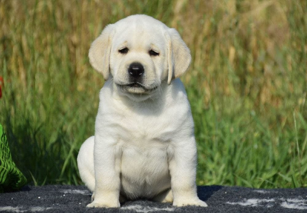 Цуценята лабрадор ретривер чекають найкращі родини!