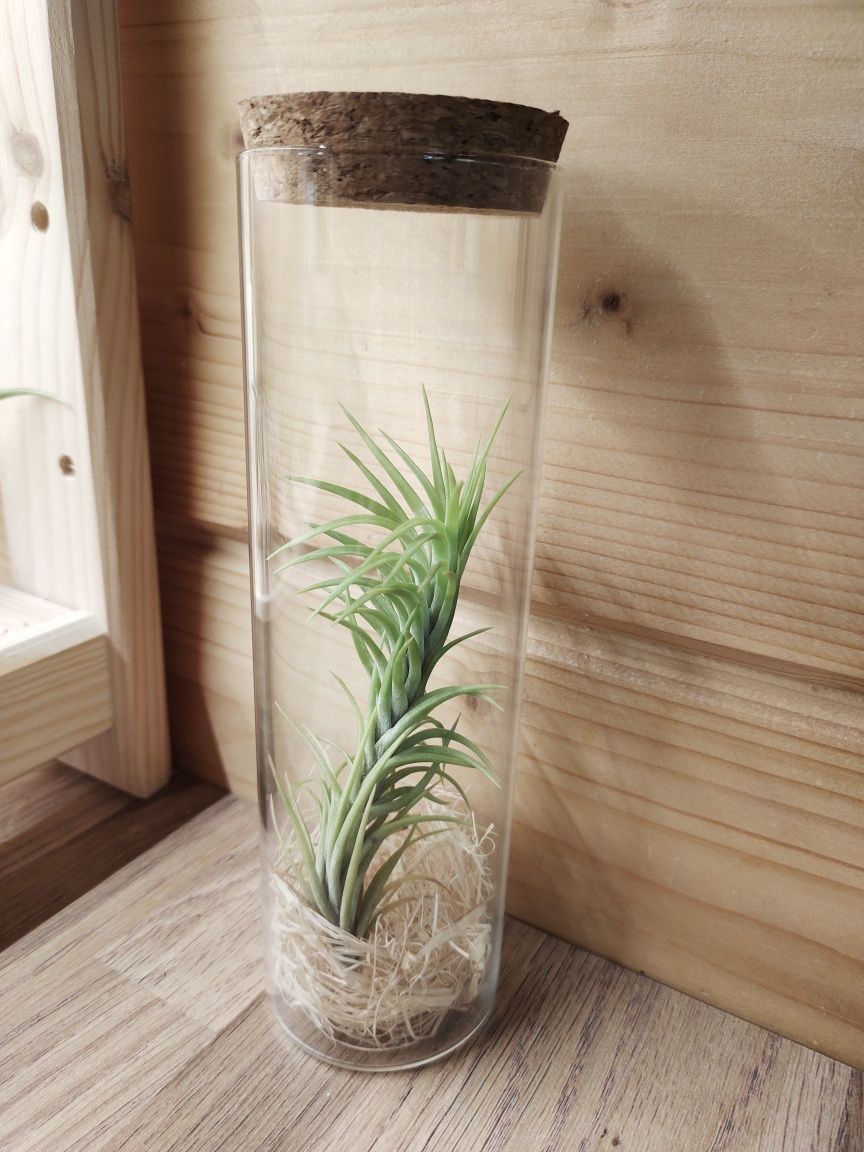 Tillandsia araujei oplątwa, rośliny powietrzne, air plants