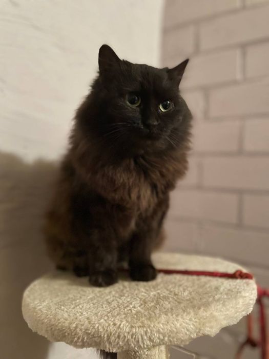 Тендітна красуня Пепсі шукає дім