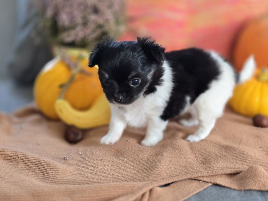 Długowłosa suczka chihuahua