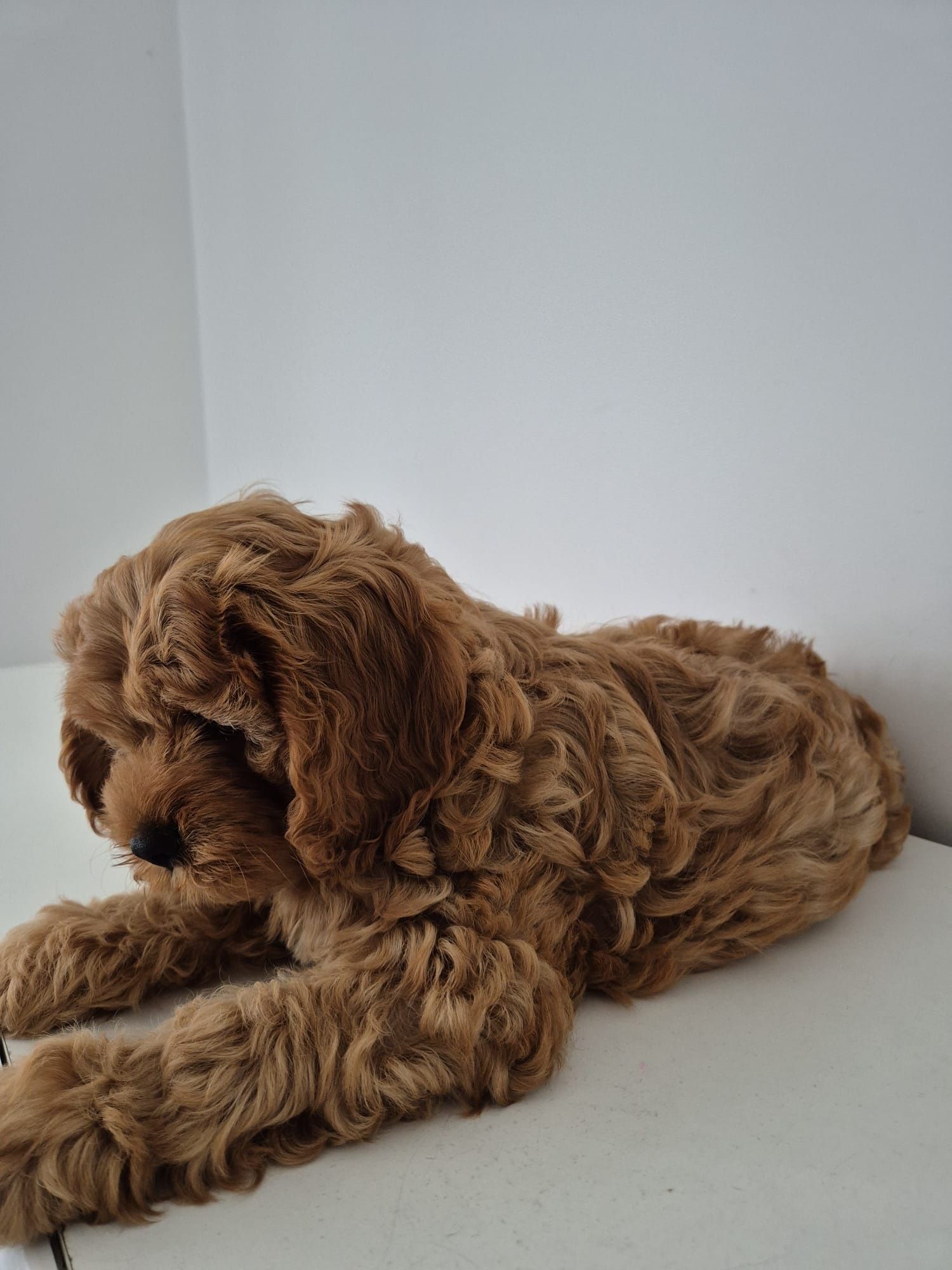 Piesek Cavapoo f1 Cavalier- Pudel