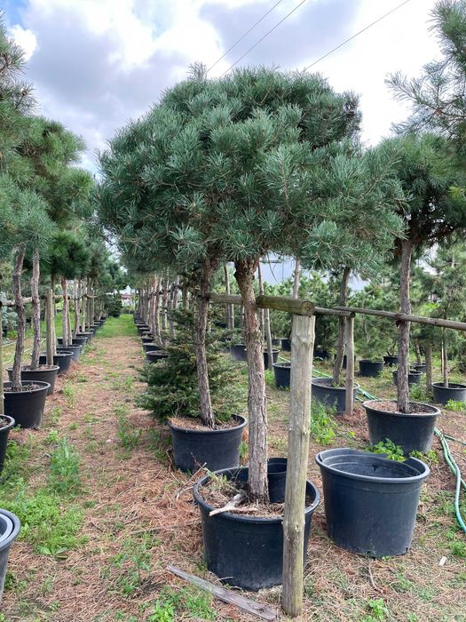 Sosna formowana; kula, w donicy, wys. 2- 2,5m, producent