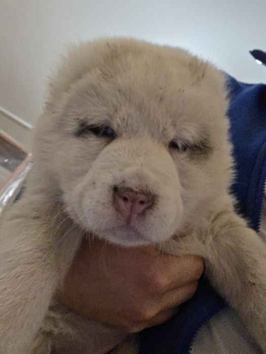 Алабай щенята 1.5 місяці