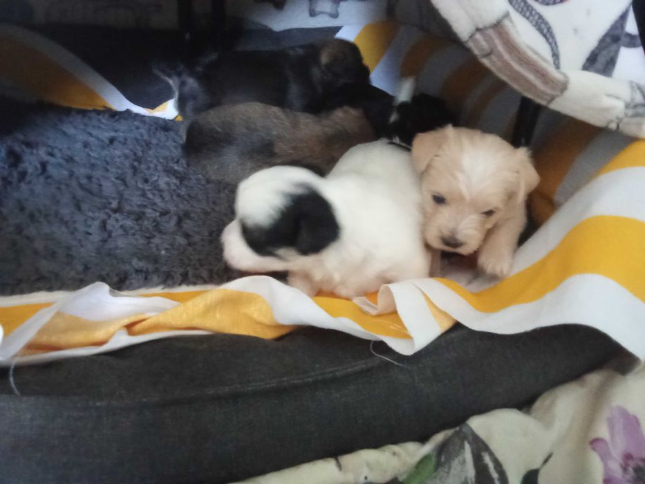 Odam pieski zapraszam