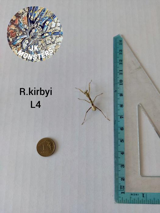 Modliszka Rhombodera kirbyi +gratisy