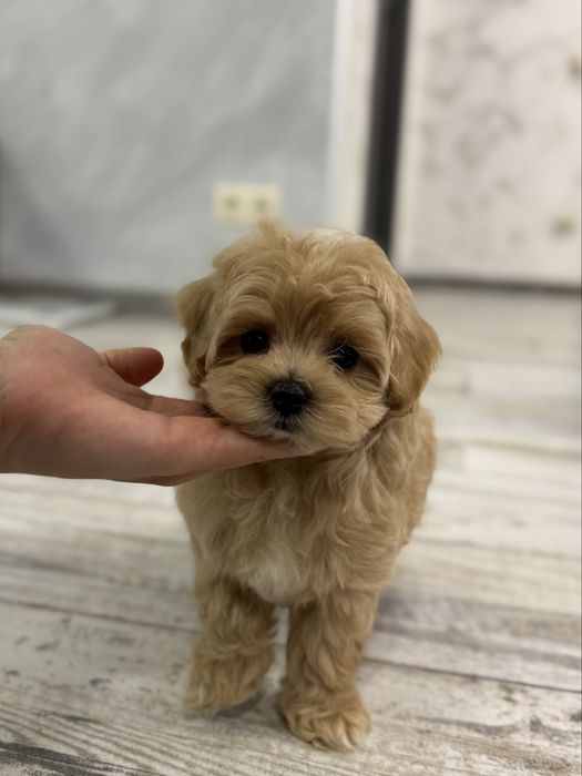 Беби фейс мальчик мальтипу ф1 мини Киев