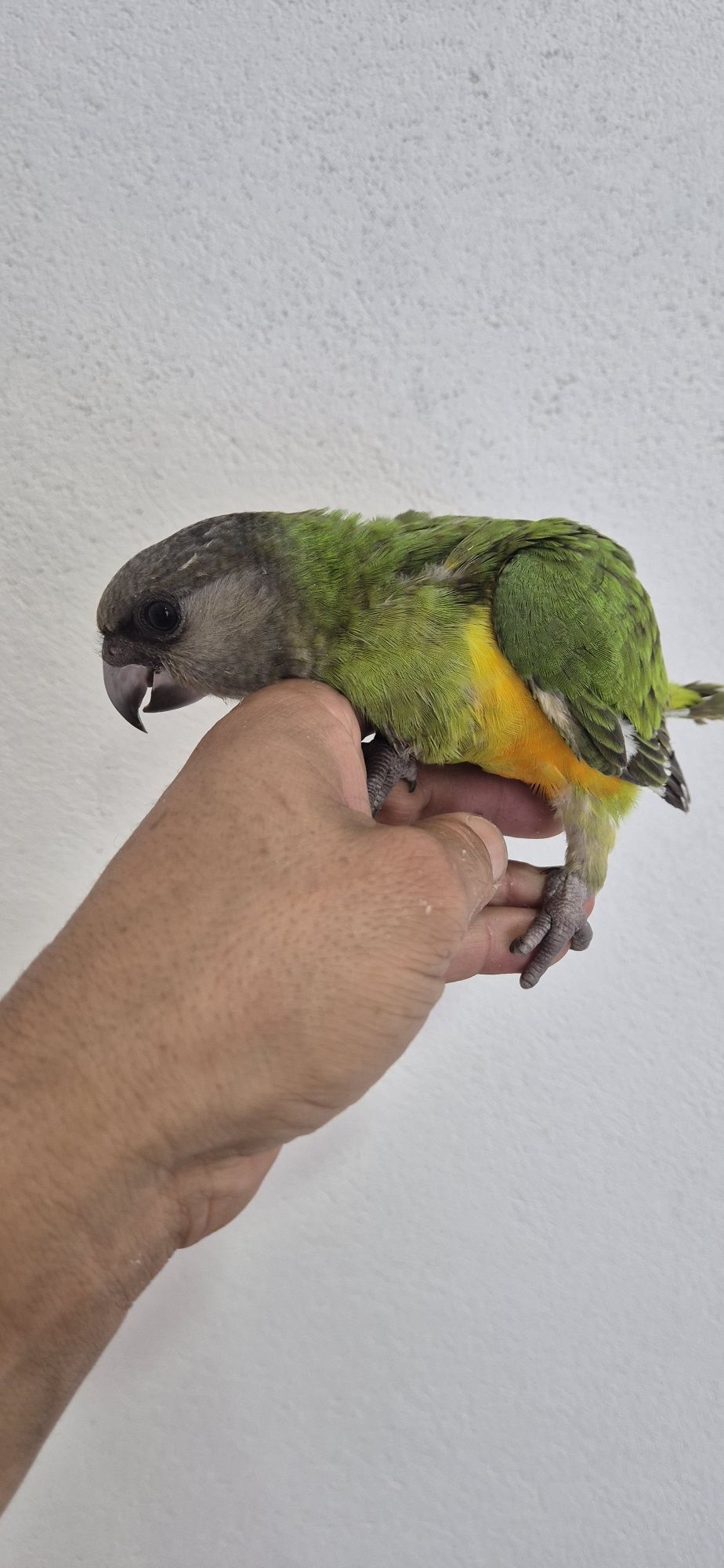 Papagaios senegal criados à mão