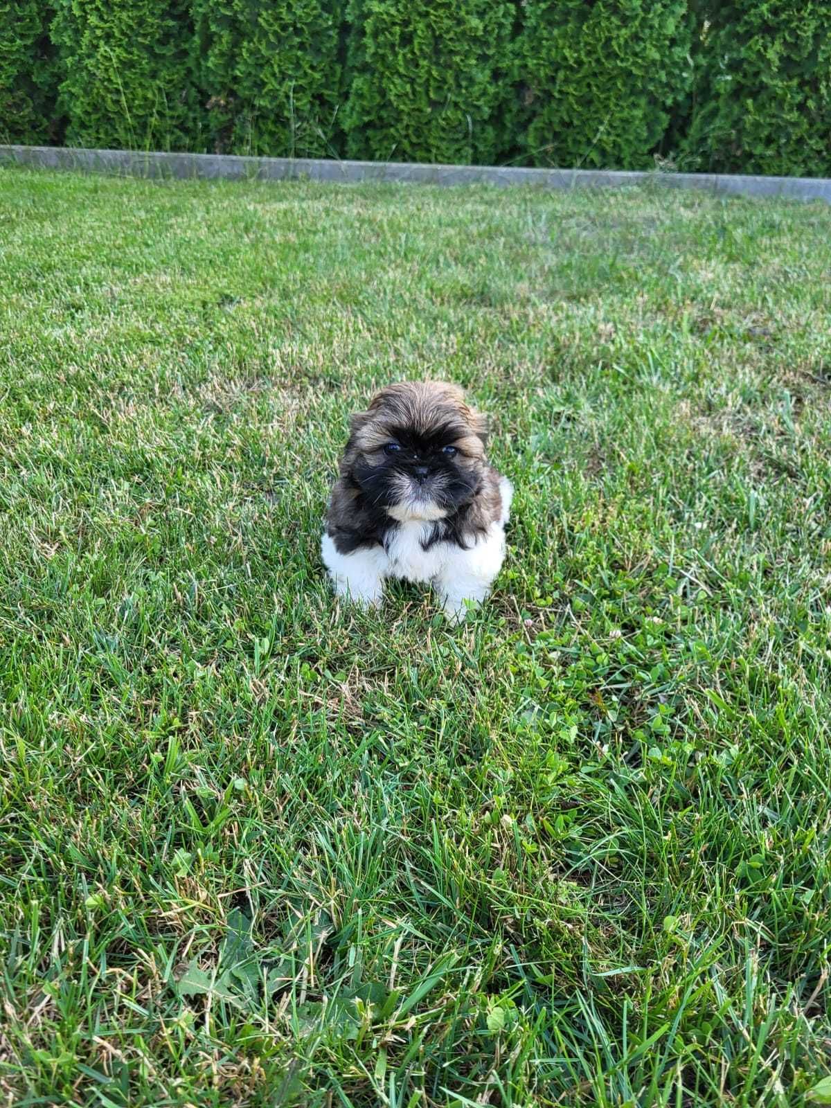 Szczeniak Shih-tzu piesek