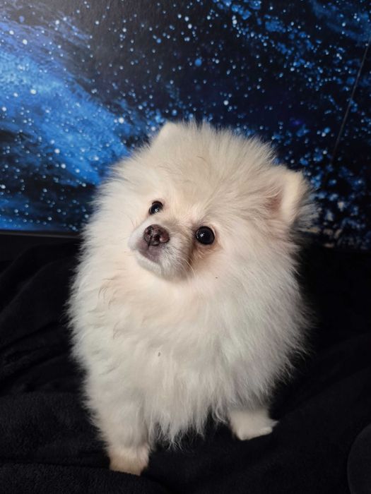 Pomeranian Seila – urocza suczka gotowa do zmiany domu