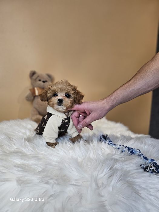 Кому мальтипу хлопчики та дівчата?