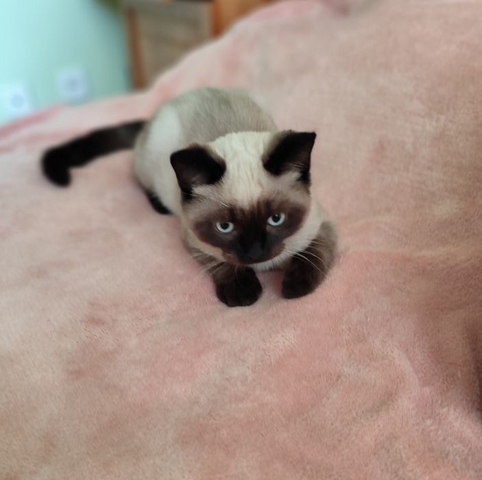 Британські кошенята, котики, кицюні, британские