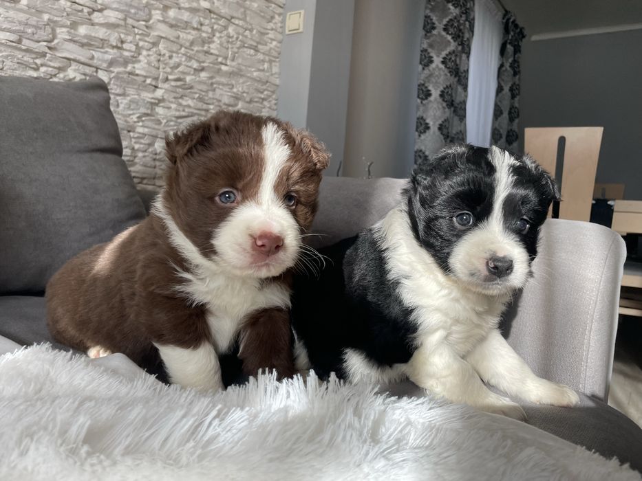 Border collie suczka z badaniami