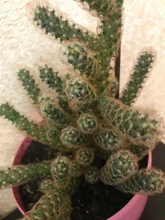 Кактус Маммиллярия струнка