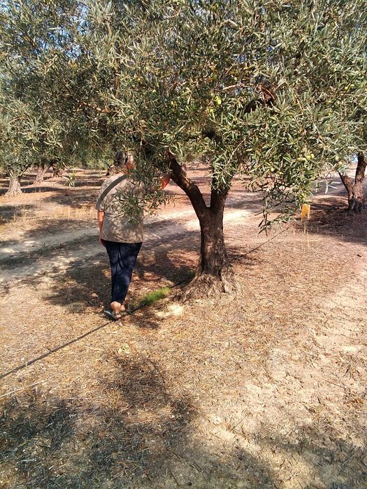 Oliveiras jardim transplante transporte