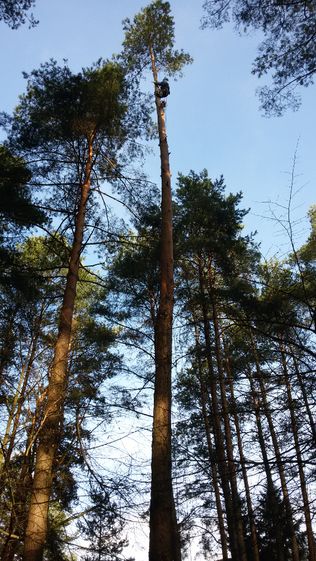 Wycinka drzew, podnośnik koszowy, rębak do gałęzi, frezowanie pni