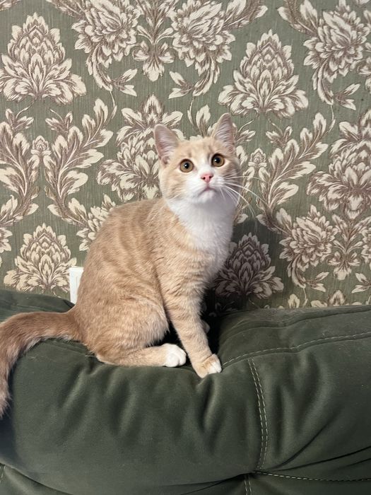 Котенок ищет семью и дом