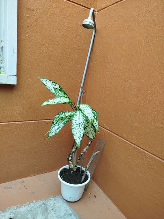 Aglaonema planta natural