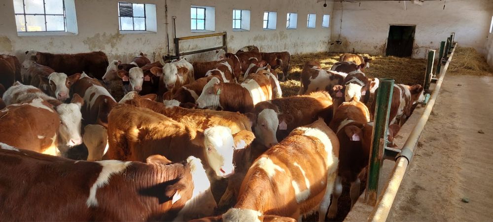 Opasy 120 kg byczki żarłaki